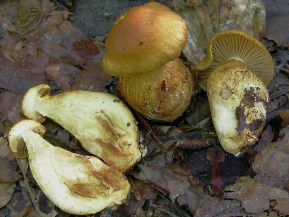 Serie Limonius-Sottosezione Orellani-Cortinarius tophaceus?